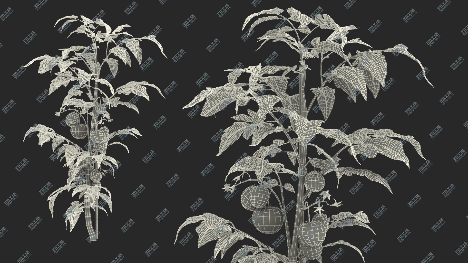 images/goods_img/202104021/3D Tomatoes Fruits and Flowers/3.jpg